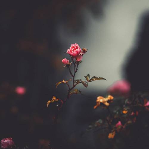 وحید ثابتی خیانت کردی اما زدی آتش به جانم